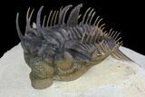 Spiny Comura Trilobite - Top Quality Specimen #95485-3